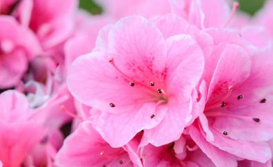 Pink flowers, petals, pollen, close up
