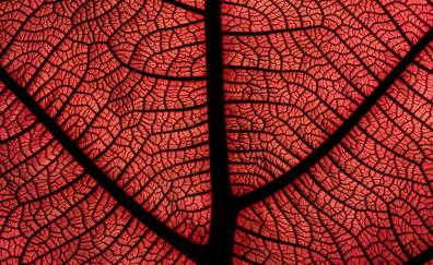 Red leaf, veins, close up