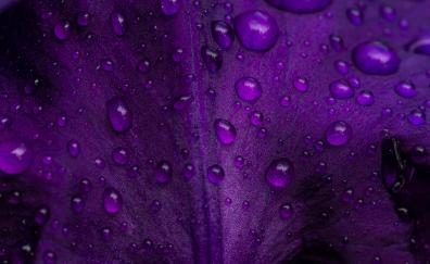 Violet Petal, macro, drops