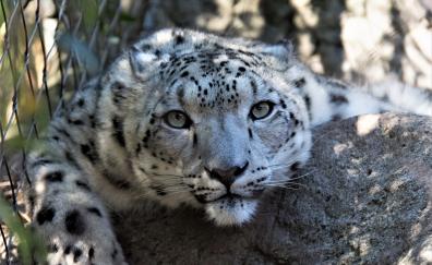 Snow leopard, muzzle, curious, wildlife
