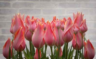 Tulip, fresh, drops, plants