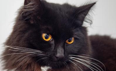 Black cat, yellow eyes, pet, confident