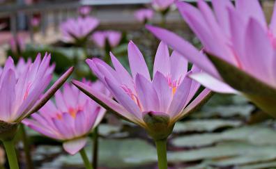 Pink, water lilies, flowers