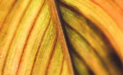 Yellow-green leaf, veins, close up