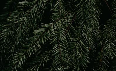 Pine tree, branches & leaves, branches