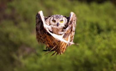 Owl, flight, bird