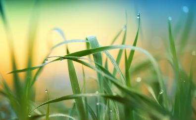Drops, grass, nature, blur