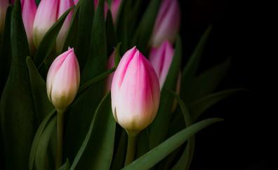 Tulip bud, pink flowers, leaves