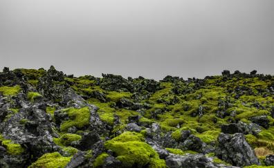 Green moss, landscape, Iceland, nature