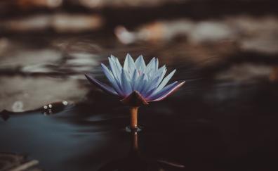 Blue, flower, bloom, water lily