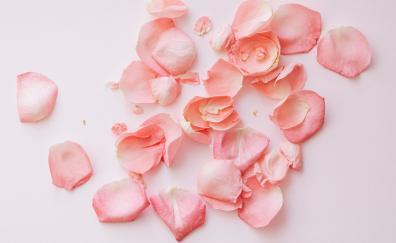 Rose petals, flower