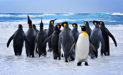 King penguin at beach, animals