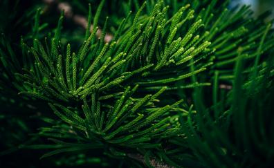 Branches, green, pine tree, close up, nature