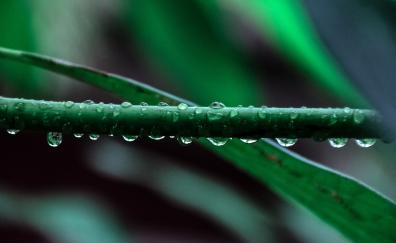 Water drops, leaf, close up