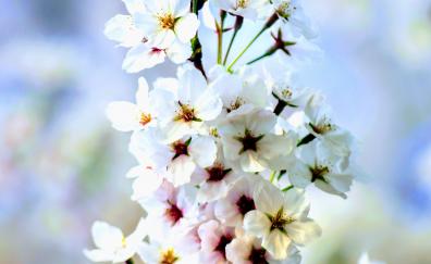 White, apple flowers, blossom, seasonal