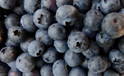 Blueberry, fresh, close up