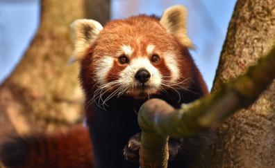 Red panda, animal, cute, muzzle