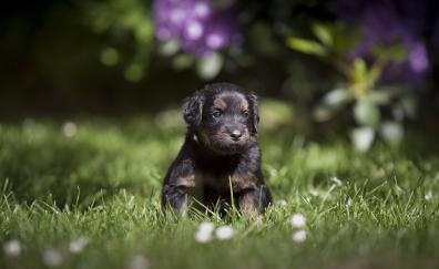 Cute, adorable puppy, dog, grass