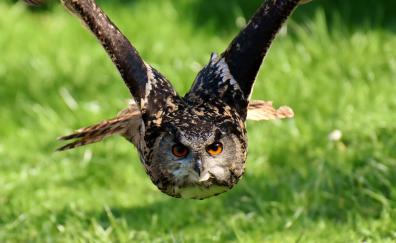Owl, bird, predator, flight