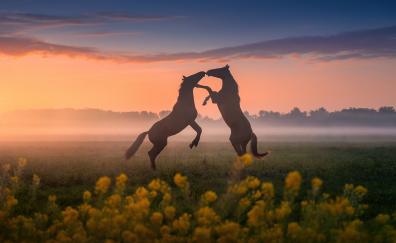Horses' dance, sunset, silhouette