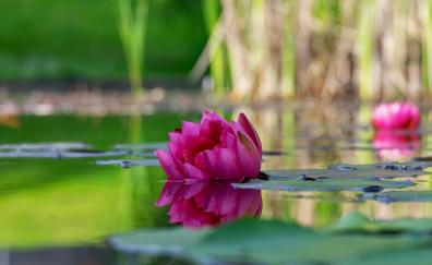 Louts, pink flower, pond, blur