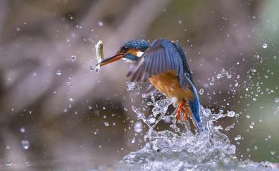Kingfisher, bird, fishing, water splashes