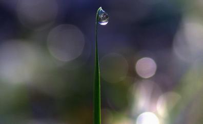 Grass, bokeh, water drop, close up