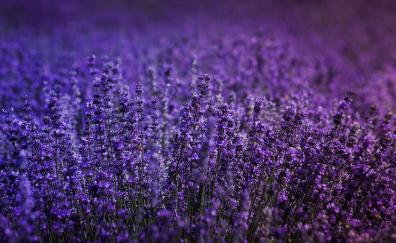 Blossom, lavender field, flowers