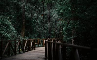 Wooden bridge, garden, nature