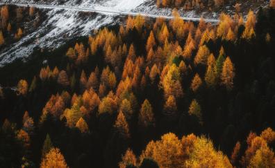 Autumn, outdoor, forest, tree, golden peak