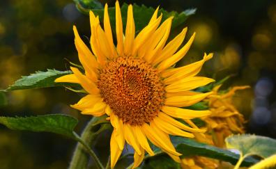 Yellow flower, close up, sunflower
