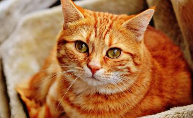 Orange cat, pet, animal, stare