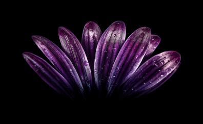 Petals, light dark purple, flower, close up, drops