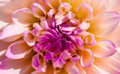Light pink flower, close up