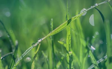 Grass, water drops, close up