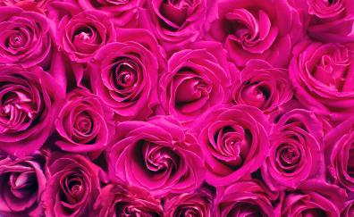 Pink roses, decorations, bouquet