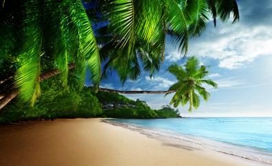 Calm and clean beach, palms, trees, nature