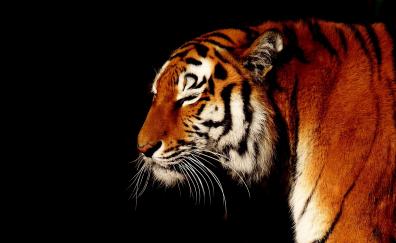 Calm, animal, predator, muzzle, tiger