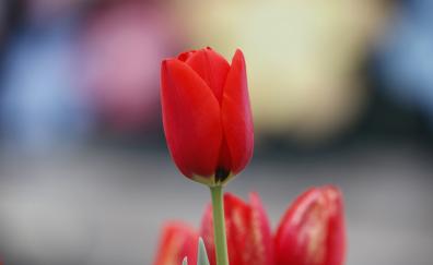 Red tulip, flowers, bud
