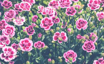 Bloom, flowers, pink flowers, meadow