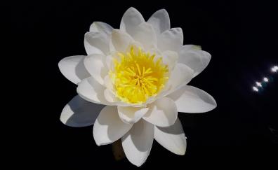 White, water lily, portrait, flower
