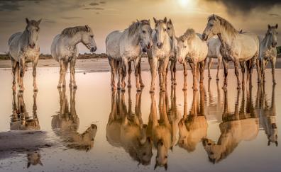 White horses at shore, reflections, animals