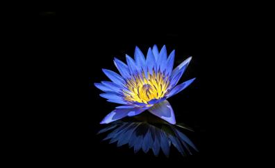Blue, water lily, reflections, portrait