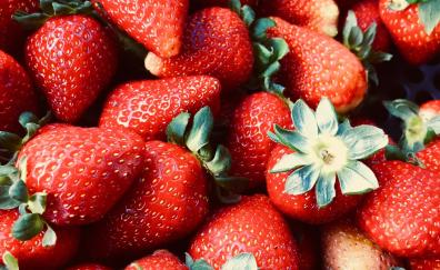 Red fruits, strawberries, fresh