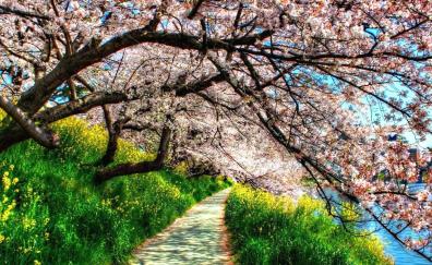 Garden, pathway, trees, blossom