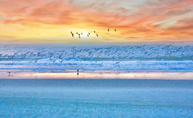 Seagulls, birds, beach, sunset, sea