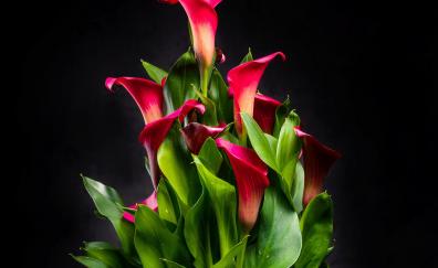 Floral vase, red Irises, portrait