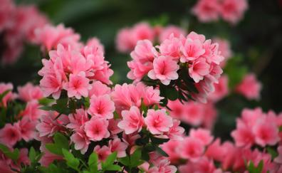 Blossom, spring, pink flowers, nature