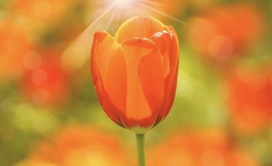 Orange tulip, portrait