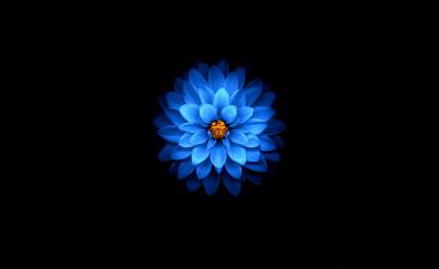 Blue flower, dark, amoled